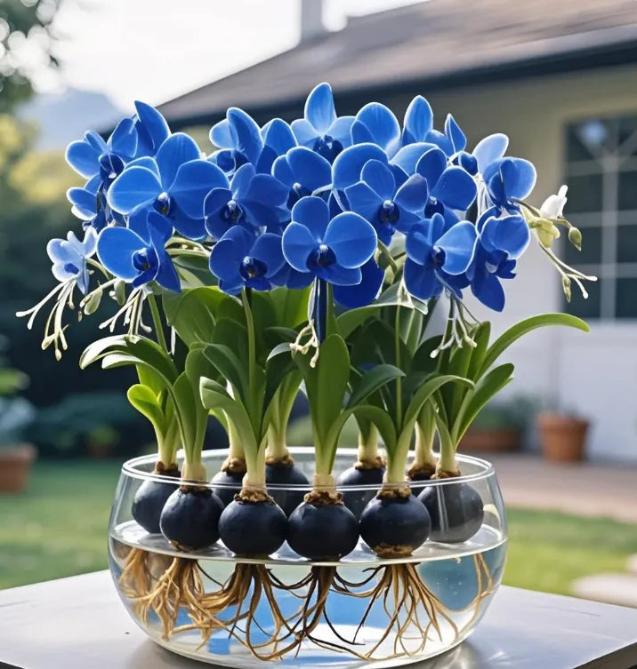 Phalaenopsis žibintų gėlių svogūnėliai-LT