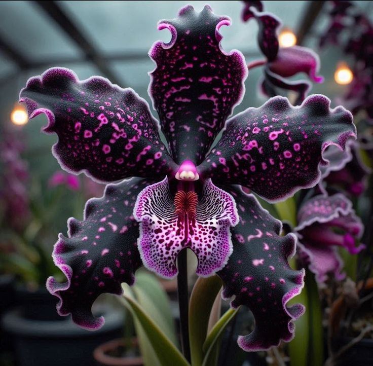 Σπόροι Ίριδας Πεταλούδας-GR