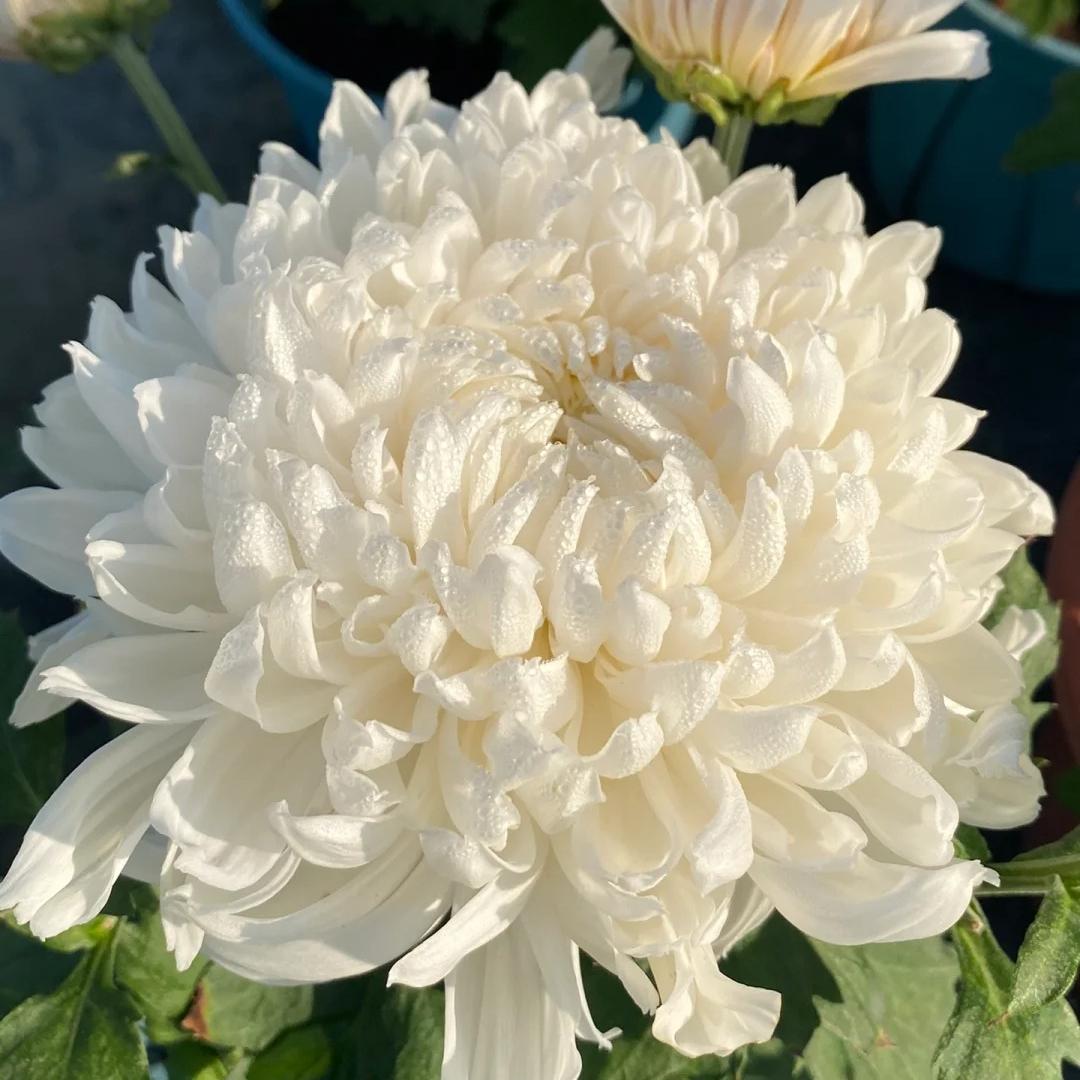 🌺Kwiat Elegancji🌼Gigantyczne Nasiona Chryzantemy