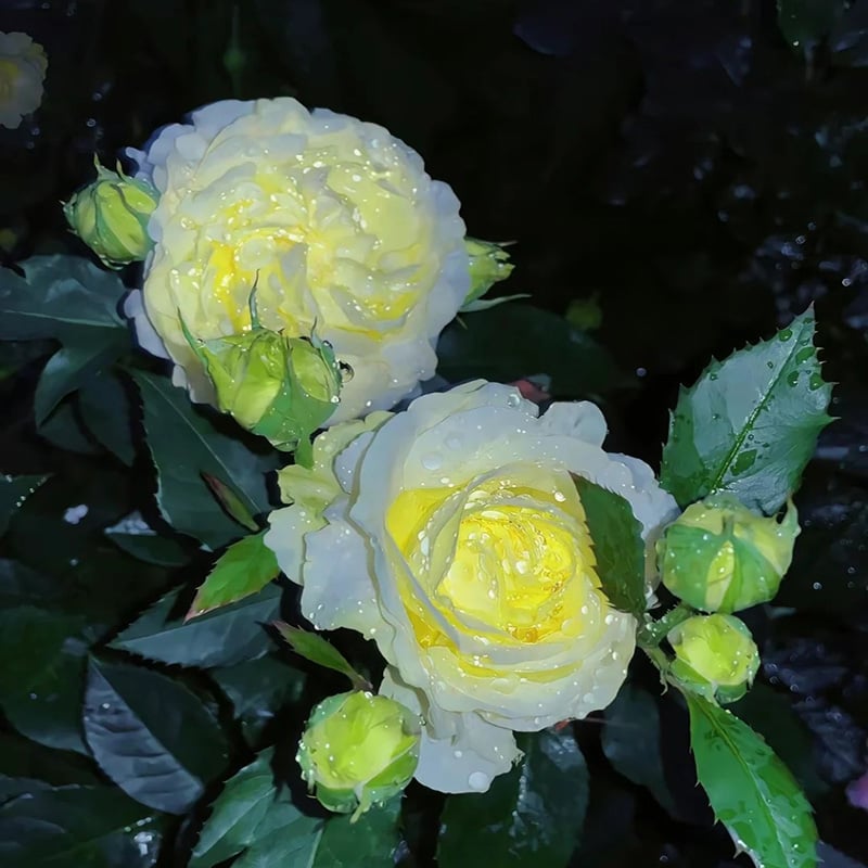 🔥Posledný deň predaja💝Eustoma beztŕňová ruža💐Semená Lisianthus-SK