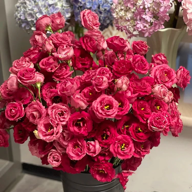 🔥Paskutinė išpardavimo diena💝Eustoma bespygliuočių rožė💐Lisianthus sėklos-LT