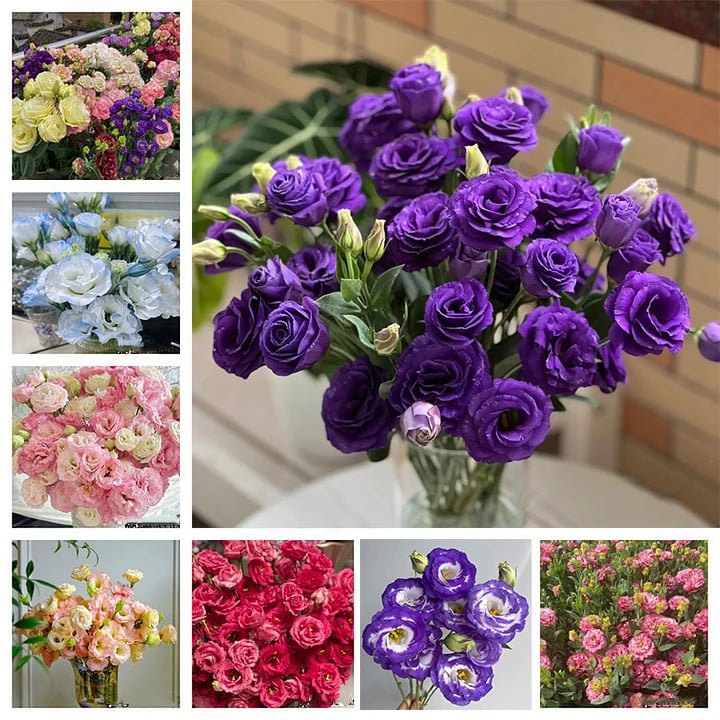 🔥Τελευταία μέρα πώλησης💝Eustoma Thornless Rose💐Σπόροι Lisianthus-GR