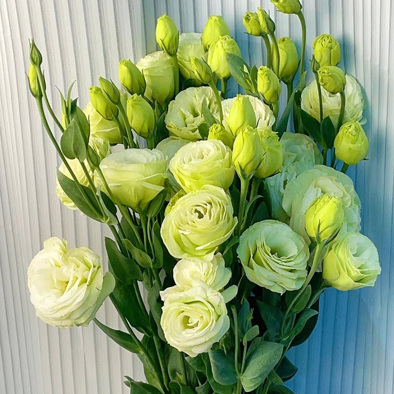 🔥Τελευταία μέρα πώλησης💝Eustoma Thornless Rose💐Σπόροι Lisianthus-GR