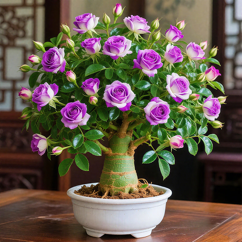 🌵🌺Dykumų rožių svogūnėliai-LT