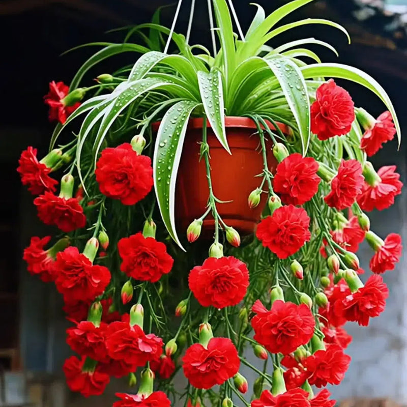 Nasiona/cebulki rośliny pająka Grand Bloom 💐 Wiszące arcydzieło natury pełne koloru i wdzięku
