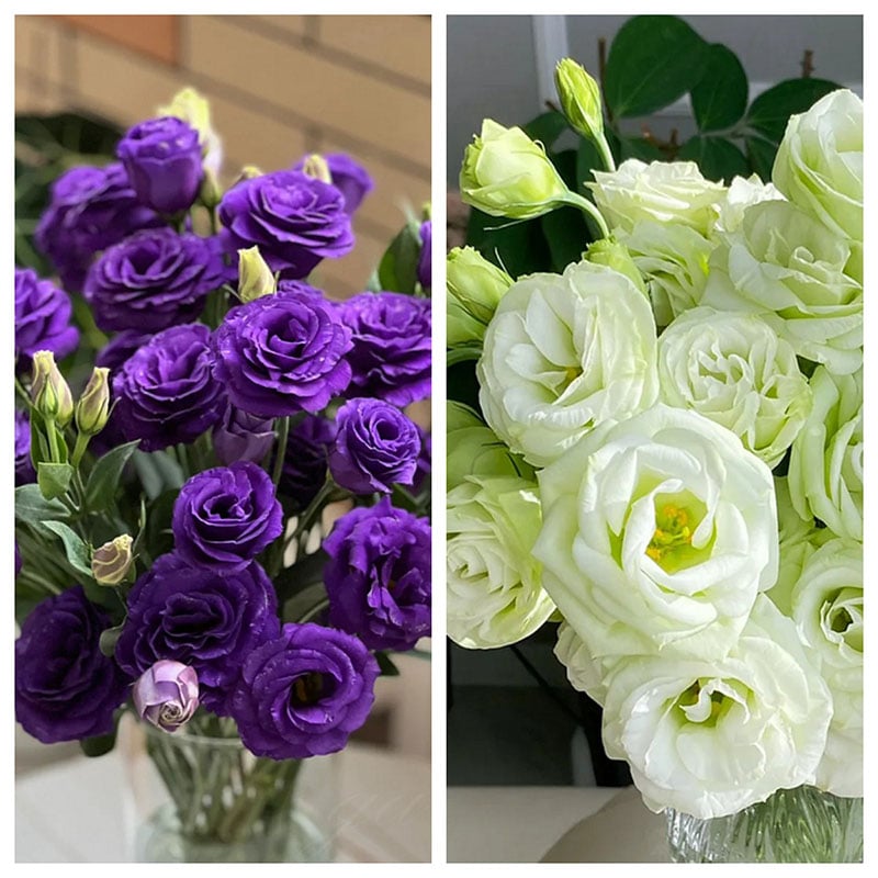 🔥Posledný deň predaja💝Eustoma beztŕňová ruža💐Semená Lisianthus-SK