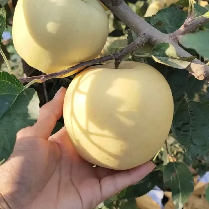 Σπόροι Χρυσής Μήλου, ποσοστό επιβίωσης 90%-GR