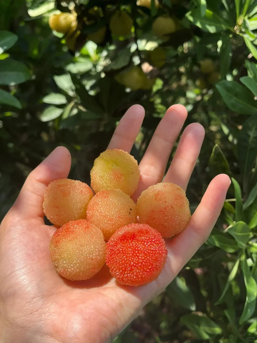 Γιγάντιο Bayberry: Στο μέγεθος μιας μπάλας πινγκ πονγκ, ⭐Μια γεύση από συνδυασμό φράουλας και κερασιού-GR