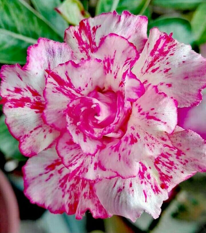 🔥Užauginkite „Desert Queen“ – dabar su nuolaida!🎁 😍Mėgsta žydėti, ilgai žydi 🌵 Dykumos rožė-LT