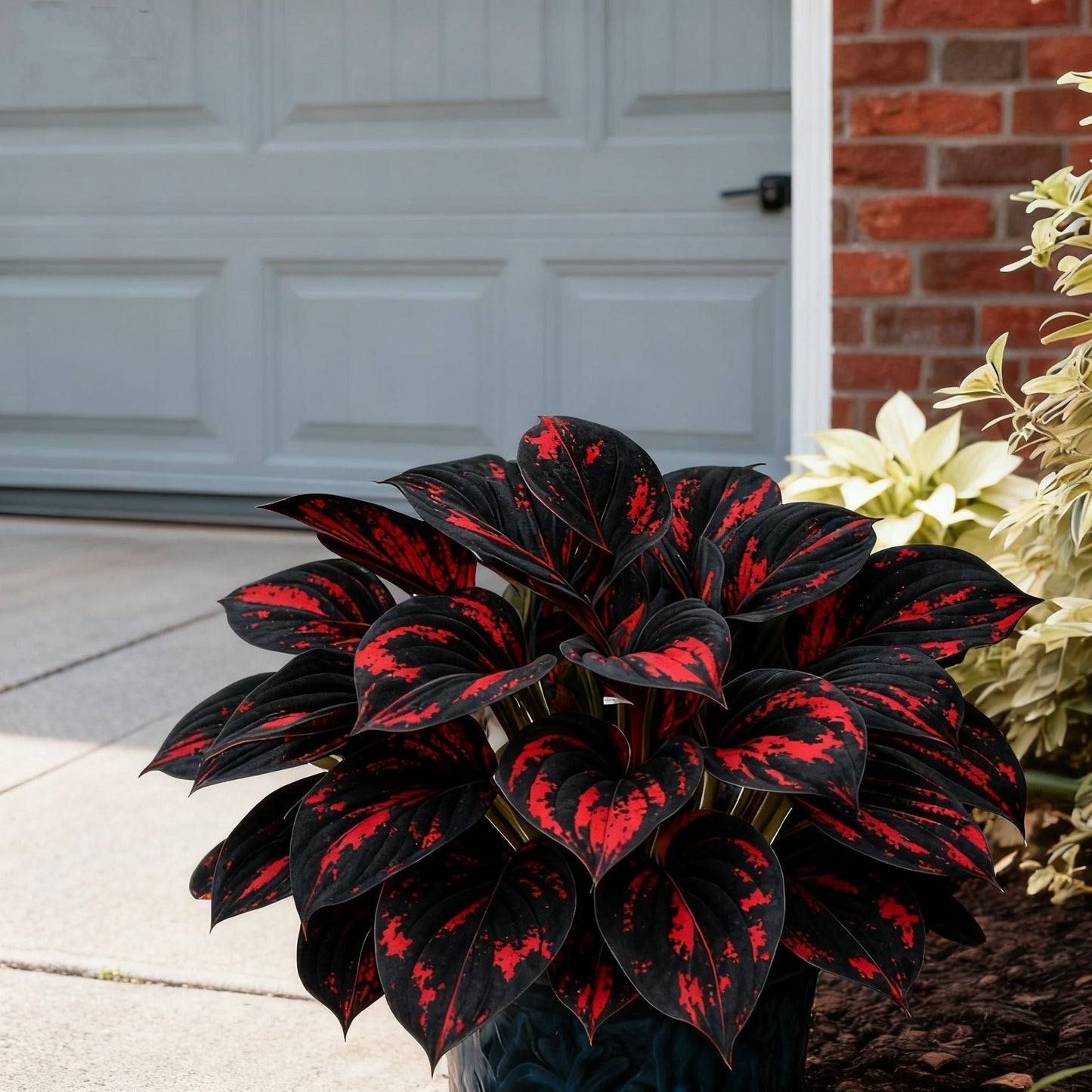 🌈🔥 Χόστα με Φλόγες Ουράνιου Τόξου Περιορισμένης Έκδοσης - Σπάνιο Πολύχρωμο Φύλλωμα, Αποκλειστικά στο Κατάστημά μας 🌸-GR