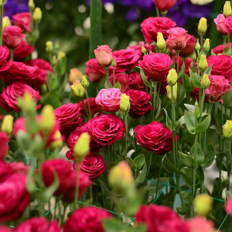 🔥Τελευταία μέρα πώλησης💝Eustoma Thornless Rose💐Σπόροι Lisianthus-GR