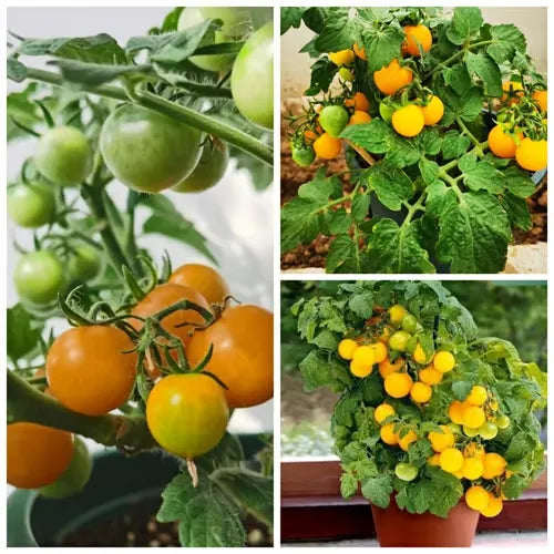 🍅🍅Nasiona pomidorów karłowych w doniczkach