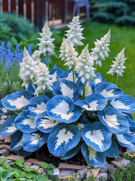 Hardy Beauty: Hosta gėlės, atsparios pavėsiui ir šalčiui-LT