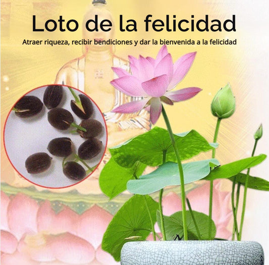 [Llevar riqueza] Semillas de loto acuático ornamental-ES 