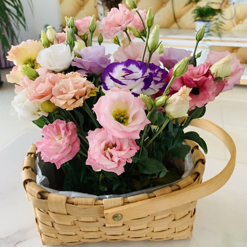 🔥Paskutinė išpardavimo diena💝Eustoma bespygliuočių rožė💐Lisianthus sėklos-LT