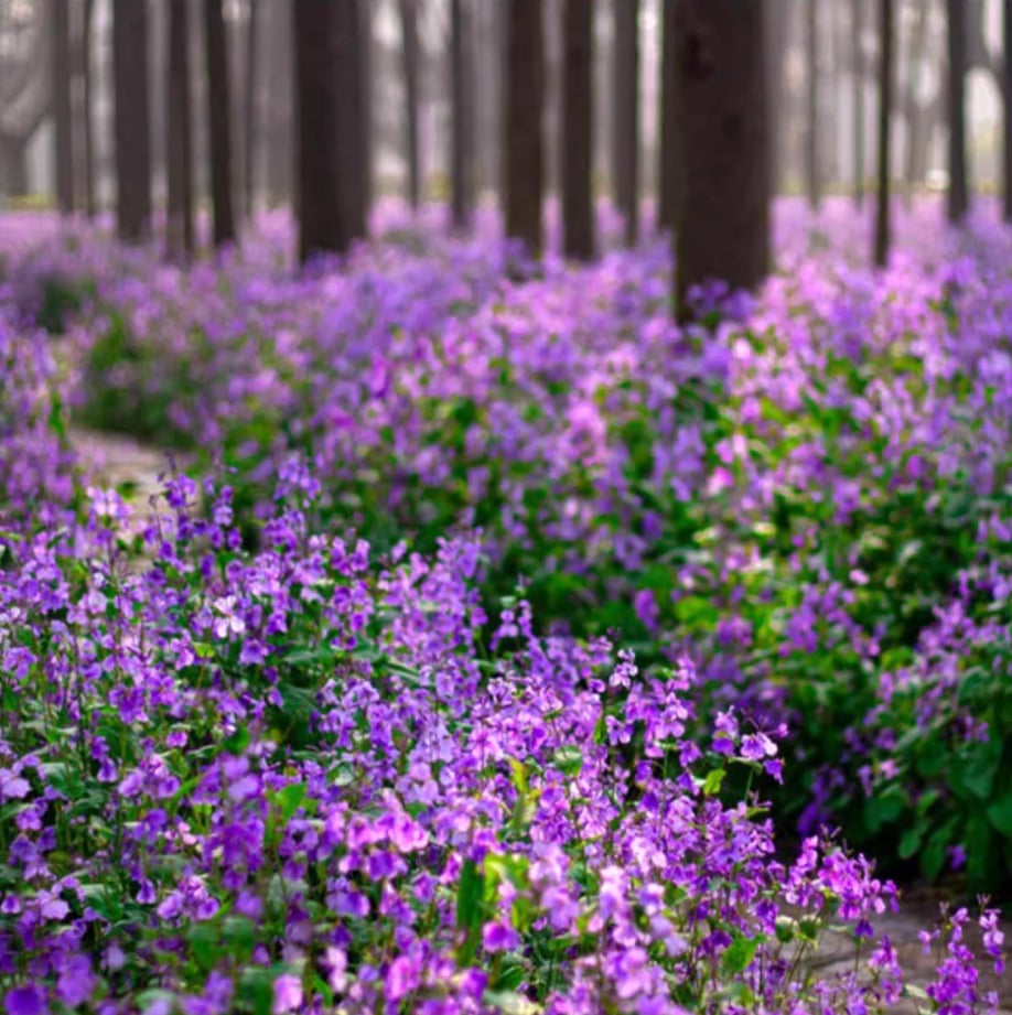💜Nasiona storczyków lutowych | Morze „Infinity Purple”