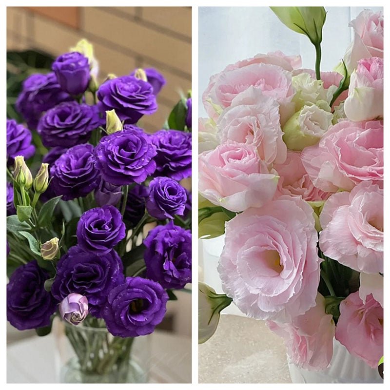 🔥Paskutinė išpardavimo diena💝Eustoma bespygliuočių rožė💐Lisianthus sėklos-LT