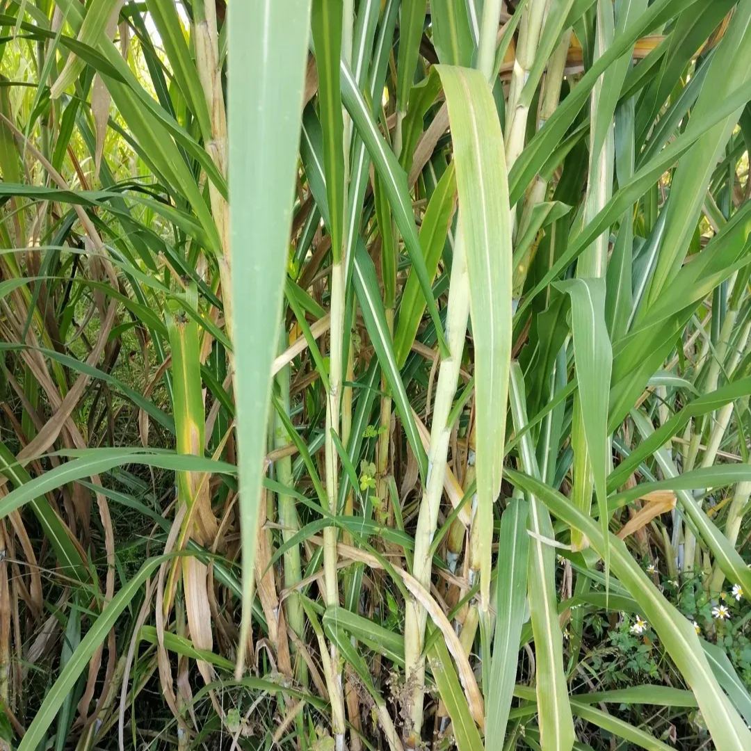 🌿Sorgų ir Sudano žolių hibridinė veislė ✅Didelio derlingumo pašarinės sėklos-LT