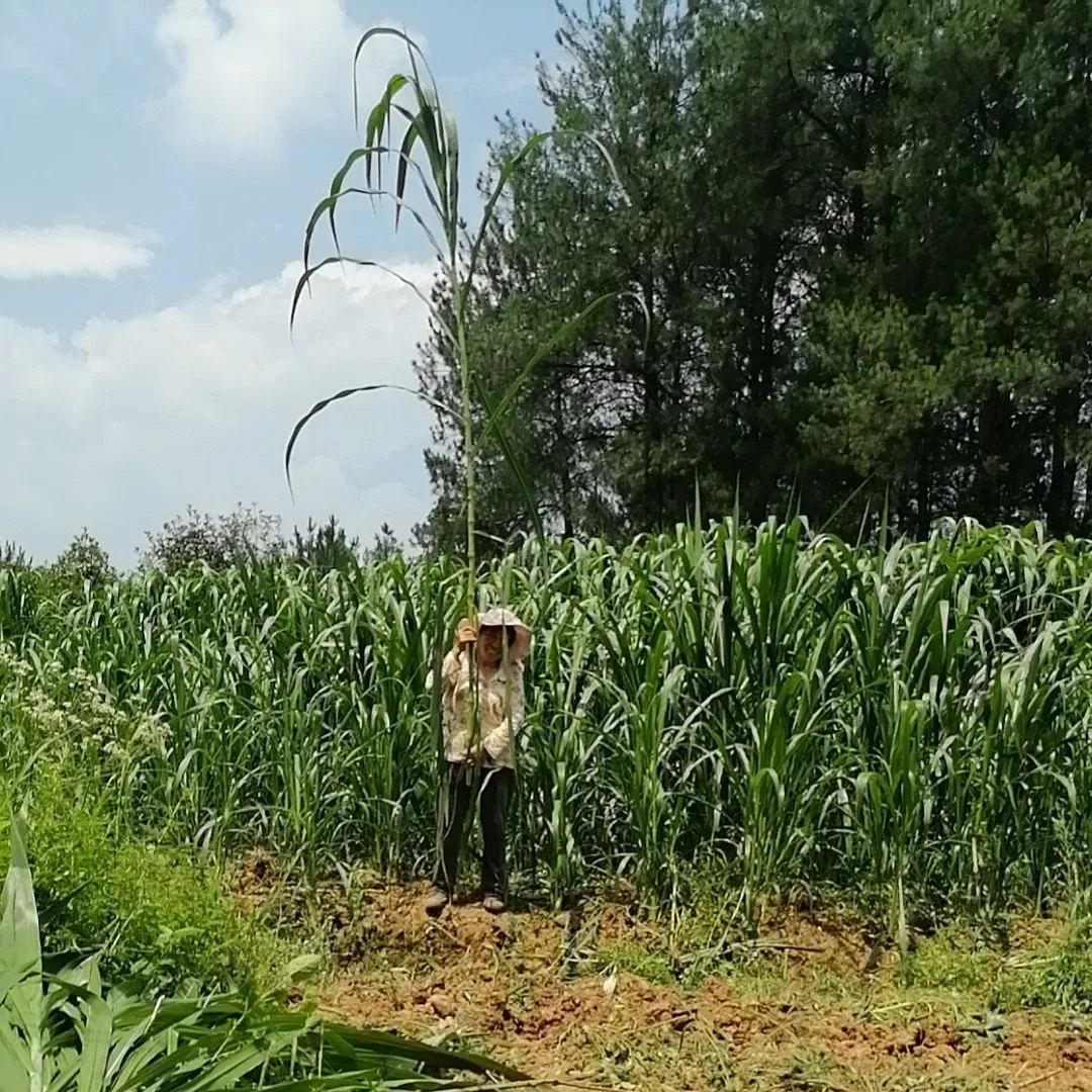 🌿Sorgų ir Sudano žolių hibridinė veislė ✅Didelio derlingumo pašarinės sėklos-LT