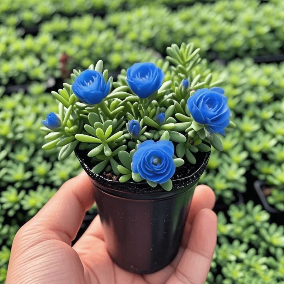 Dvigubos rožės orchidėjų svogūnėliai – atsparūs ir kvapnūs-LT