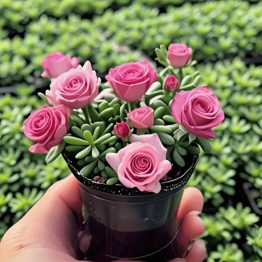 Βολβοί ορχιδέας με διπλό τριαντάφυλλο – Ανθεκτικοί και αρωματικοί-GR