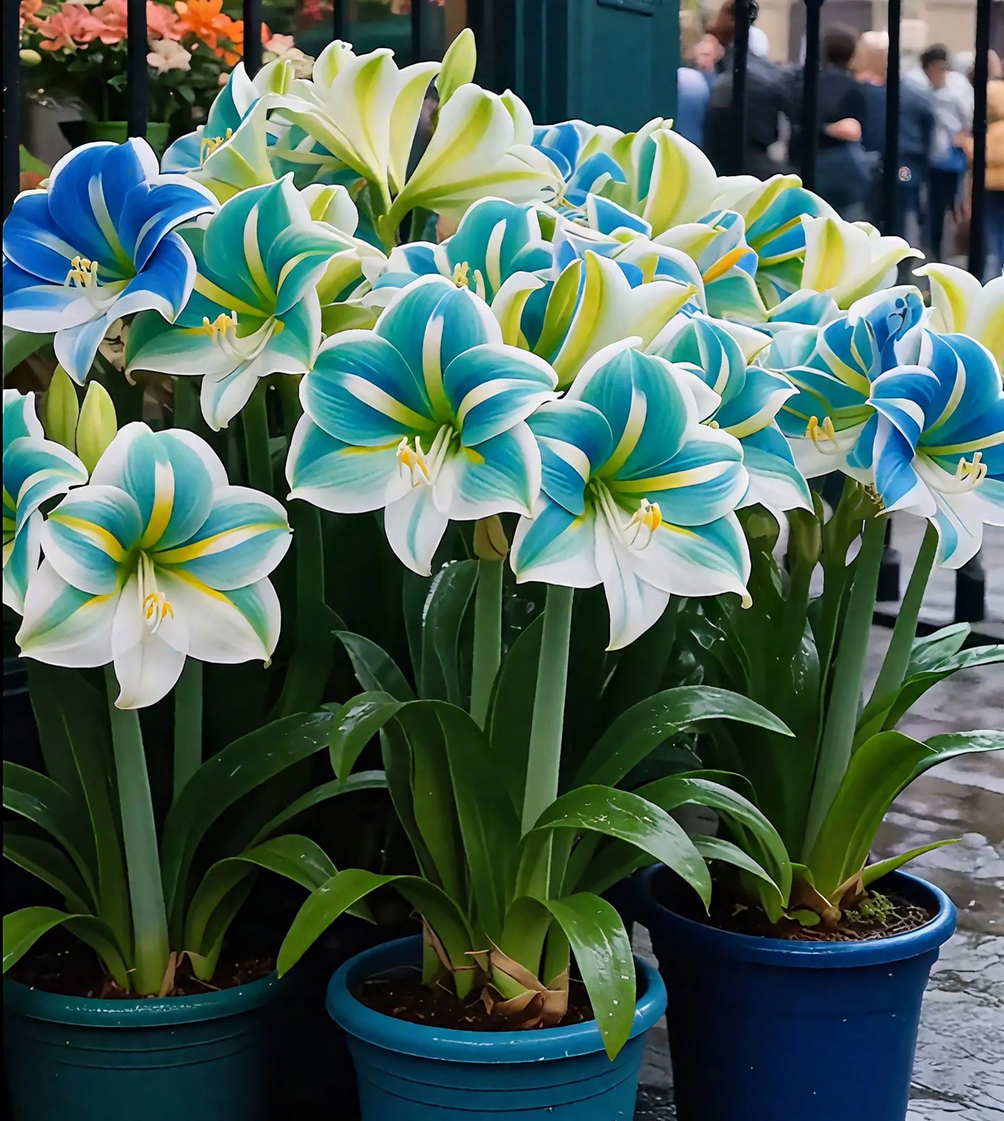 Kvapiųjų amarilių svogūnėliai su dvigubais žiedlapiais-LT