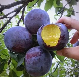 🍃 Seria Heirloom Manor: Zestaw 13 wybranych nasion owoców (bez GMO) 🌳 – Najlepiej sprzedający się produkt