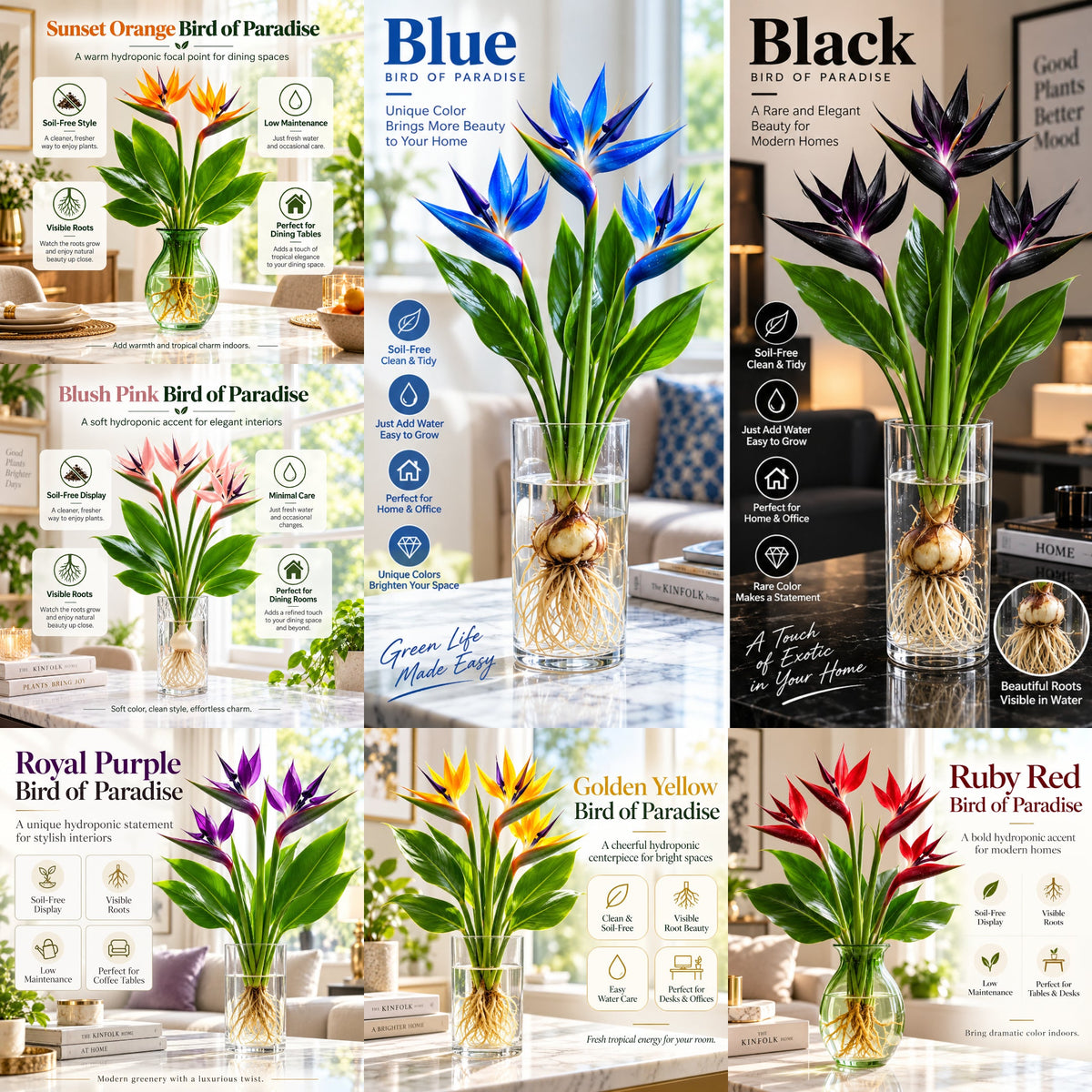 🕊️ Hydroponic Bird of Paradise Starter – Tropical Water-Grown Indoor Plant 💧🌱