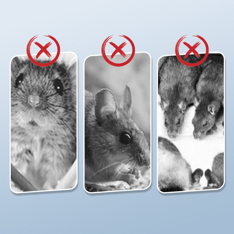 Wielokrotnego użytku pułapka na szczury z wysoce czułym mechanizmem wyzwalającym