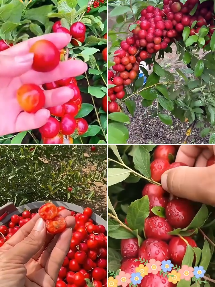 【Wysoka produkcja wapnia】Mrozoodporne północne drzewo owocowe o wysokiej zawartości wapnia - nasiona